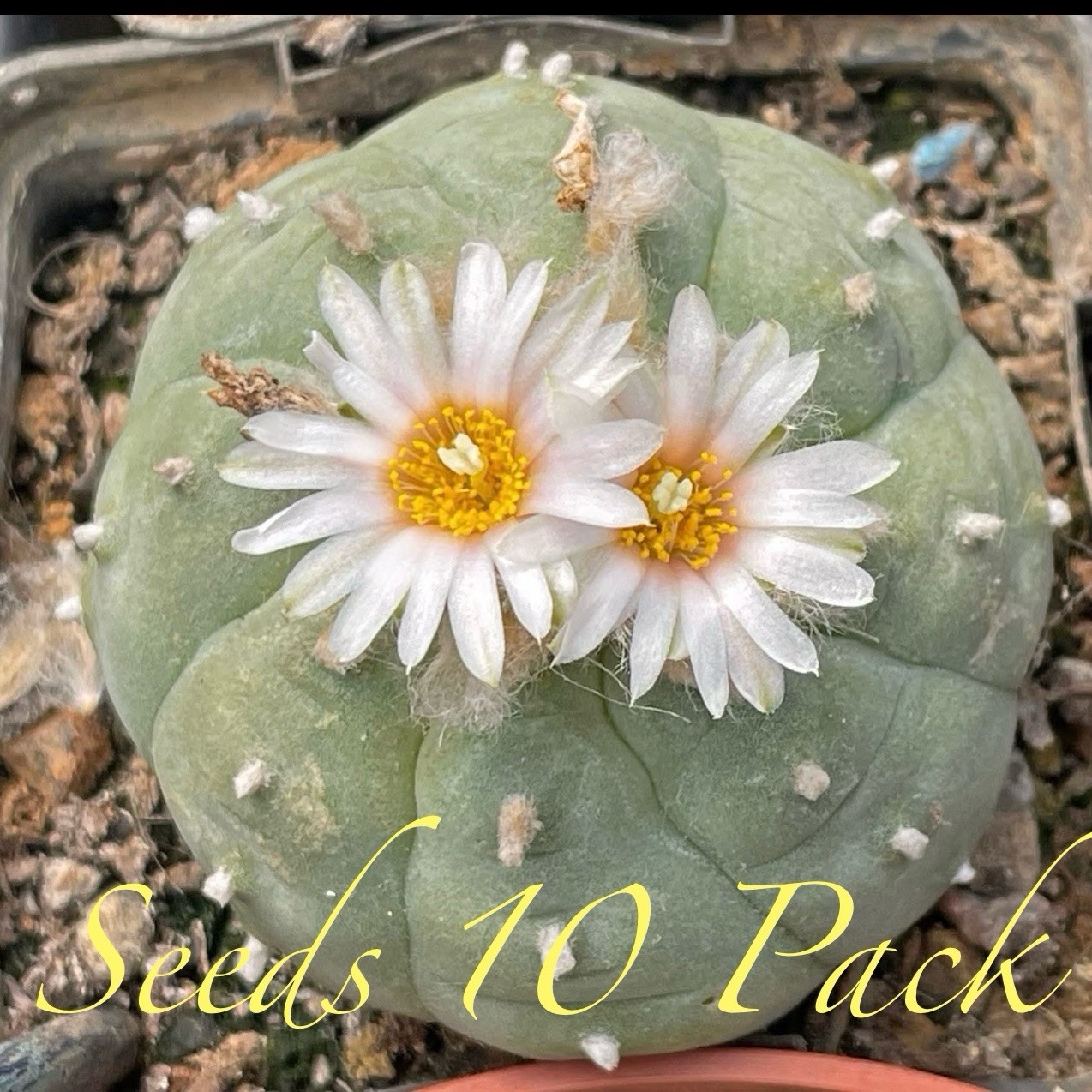 SEEDS (10pk) W Var. Albiflora (White Flower) X10 (Ten) US SELLER