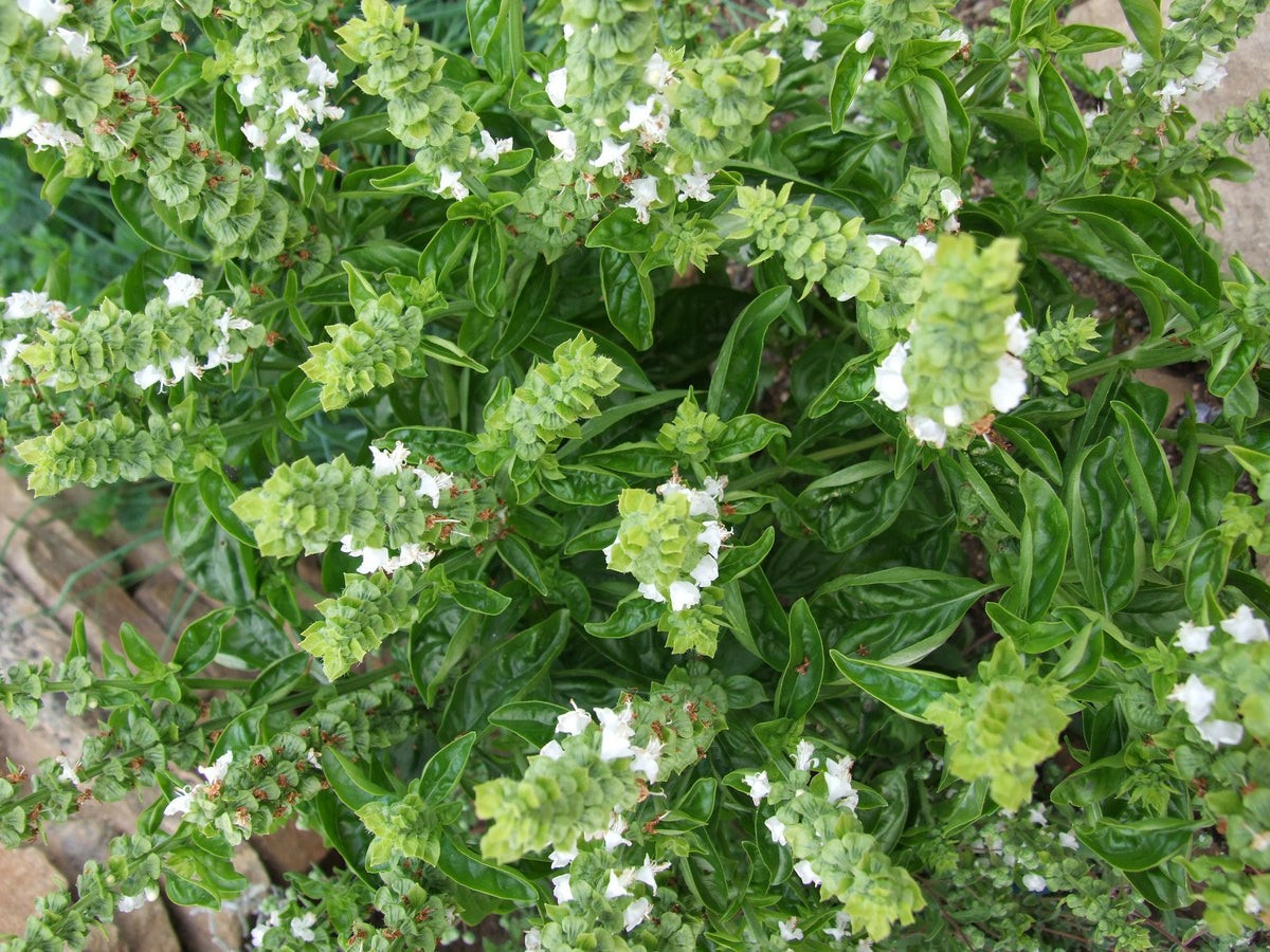 Lime Basil Seeds, Hoary Basil, NON-GMO, Free Shipping!