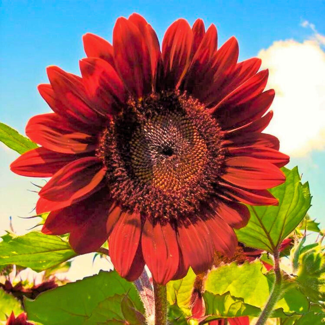 Fresh Premium Red Sun Sunflower Seeds | Heirloom Non-GMO | Flower seeds
