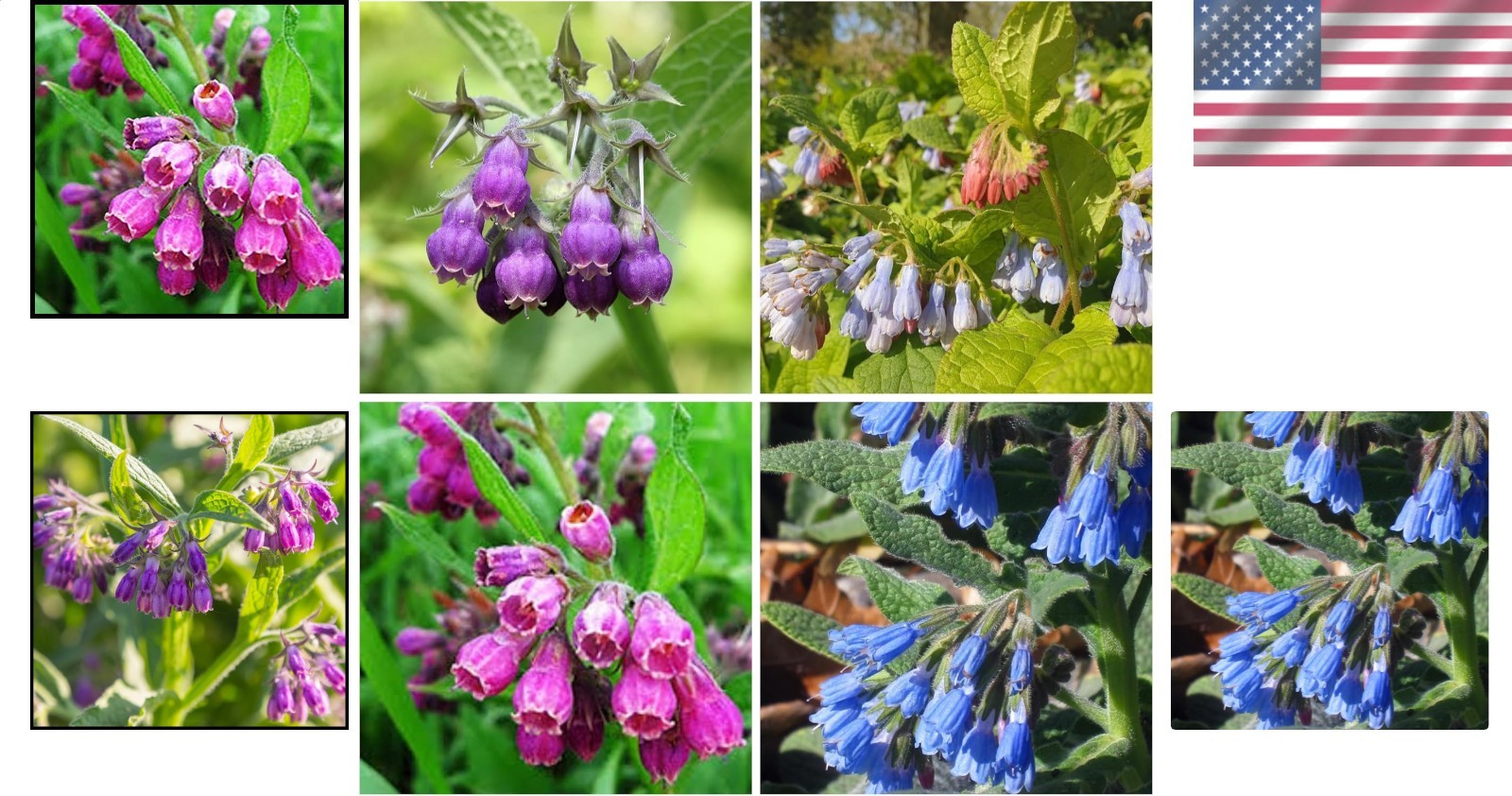 80 Comfrey Seeds Non-GMO Heirloom Fresh Garden Plant Organic Open Pollinated