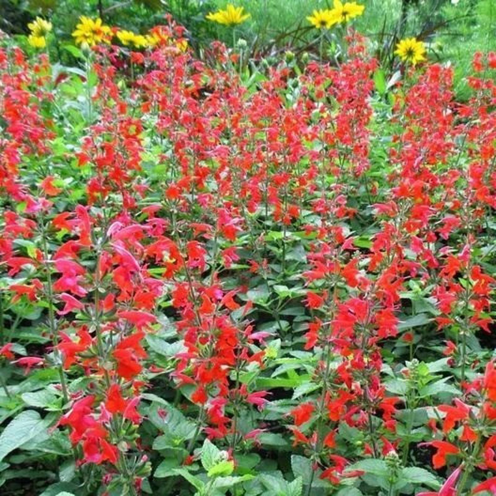 3000 Hummingbird & Butterfly Pollinator Wildflower Seeds Mix Non-GMO