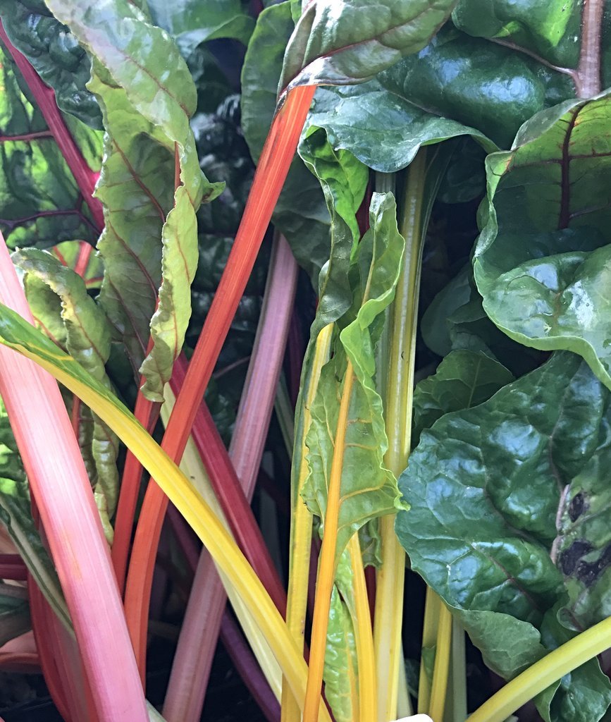 Rainbow Swiss Chard Seeds, Bright Lights, NON-GMO, Variety Sizes, FREE SHIPPING