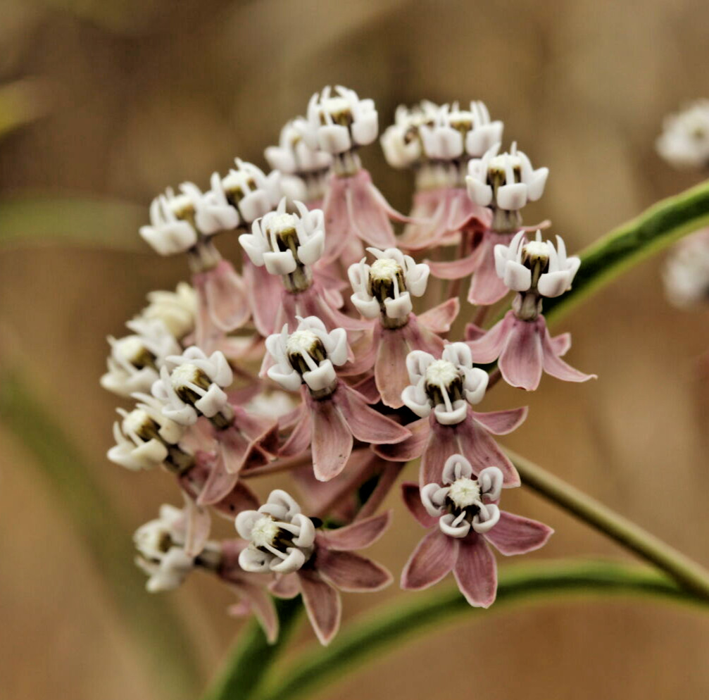 2,000 ASCLEPIAS FASCICULARIS Seeds (Narrowleaf Milkweed) Bulk Butterfly Flower