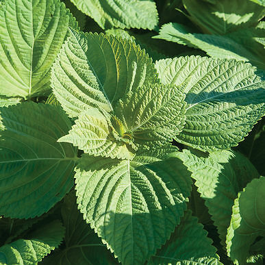 Perilla (Shiso) Asia Perilla, Green 1,000 seeds
