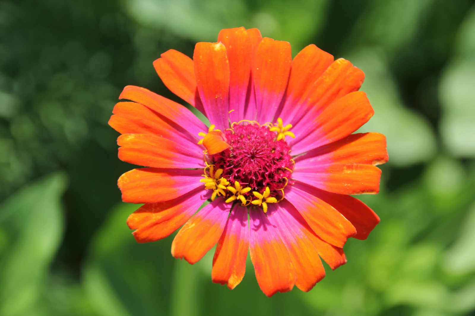 50 CAROUSEL MIX ZINNIA Elegans Carrousel Whirligig Mixed Colors Flower Seeds