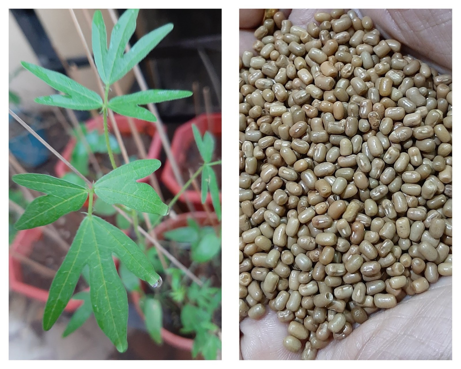 Moth / Muth Bean Seeds (50) / Bush Bean / Heat Tolerant / Easy / RARE