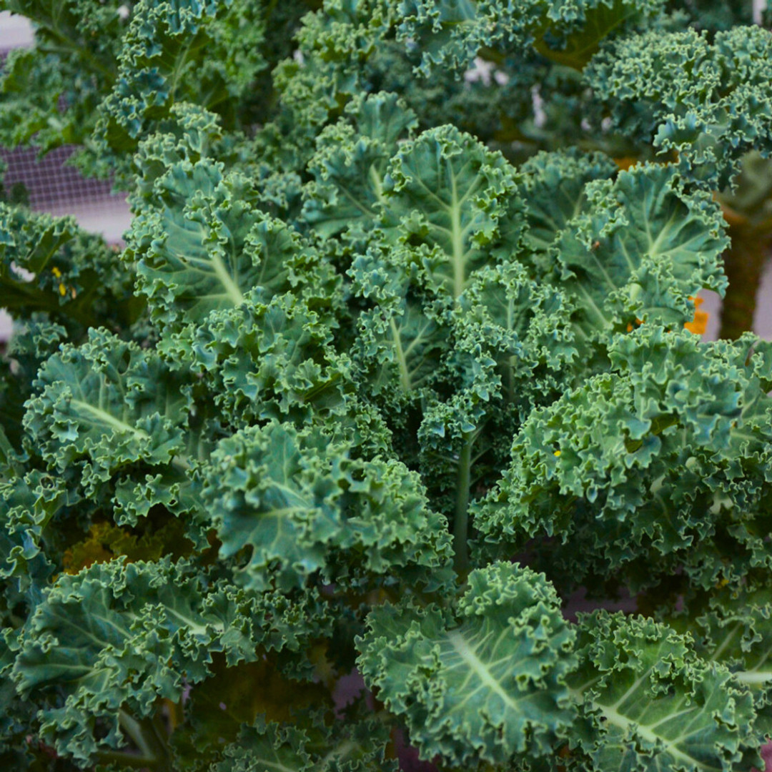 Fresh Blue Scotch Curled Kale Seeds | Heirloom Non-GMO | Fresh Vegetable Seeds