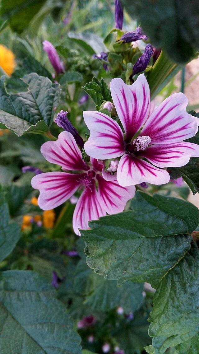 ZEBRA MALLOW 100 SEEDS, WHITE w/PURPLE, ZEBRA STRIPED FLOWERS, MALVA SYLVESTRIS