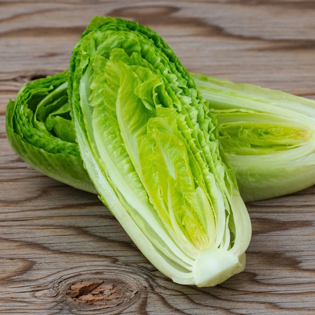 500+ Giant Caesar Lettuce Seeds – Romaine ——- Heirloom — Organic — FRESH