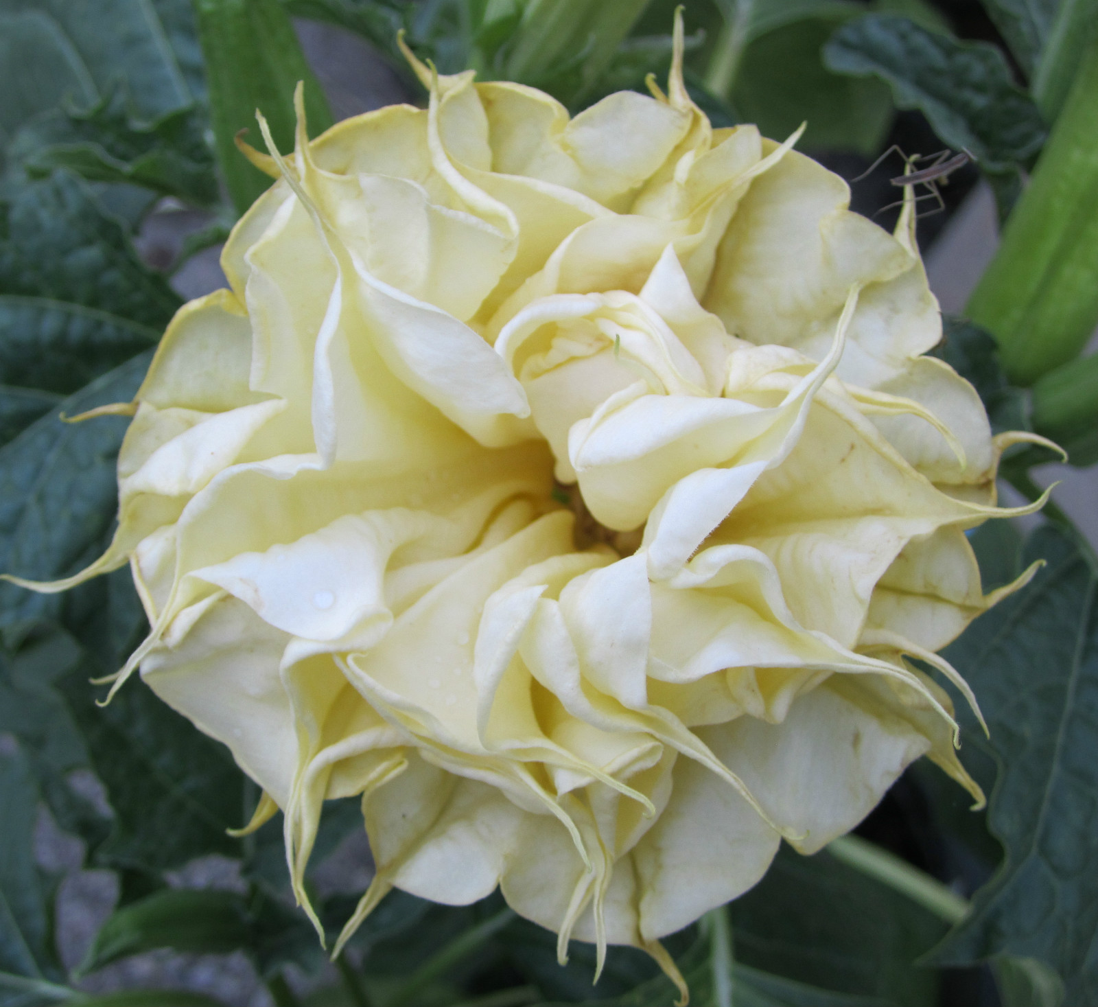 Double Purple & Yellow Angel Trumpet Mix Datura/ Brugmansia Fragrant – seeds 15
