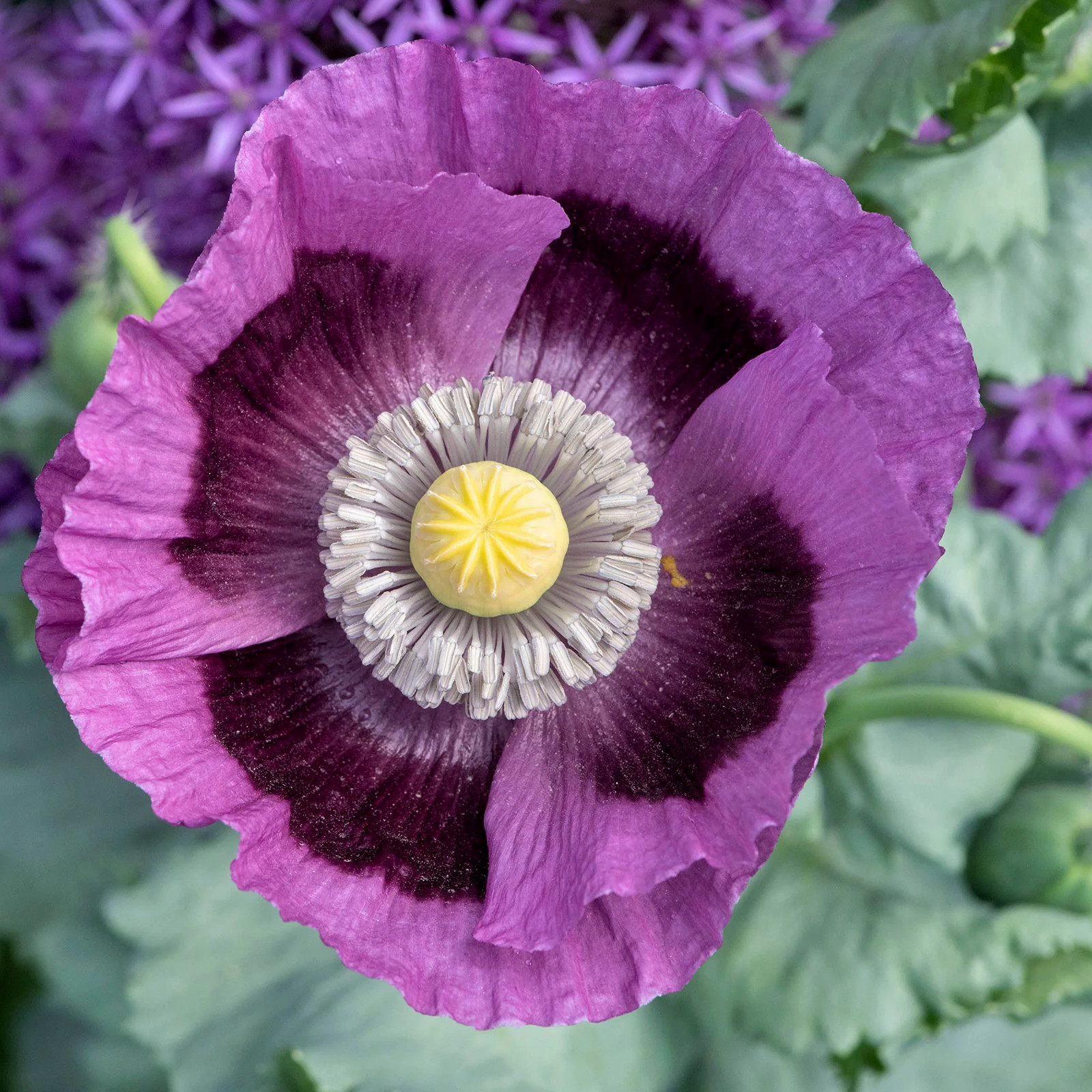 Poppy DELUXE MIX Breadseed Poppies Large Blooms Decorative Pods USA 500 Seeds!