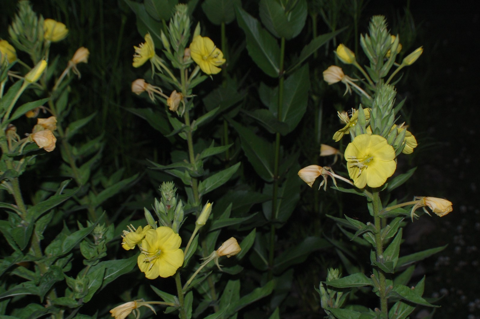 1 Gram Common Evening Primrose Seeds/NATIVE N East US/Oenothera biennis/Organic