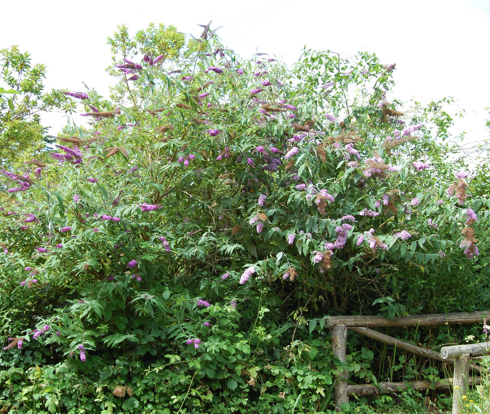 Butterfly Bush, Buddleia davidii, Shrub Seeds