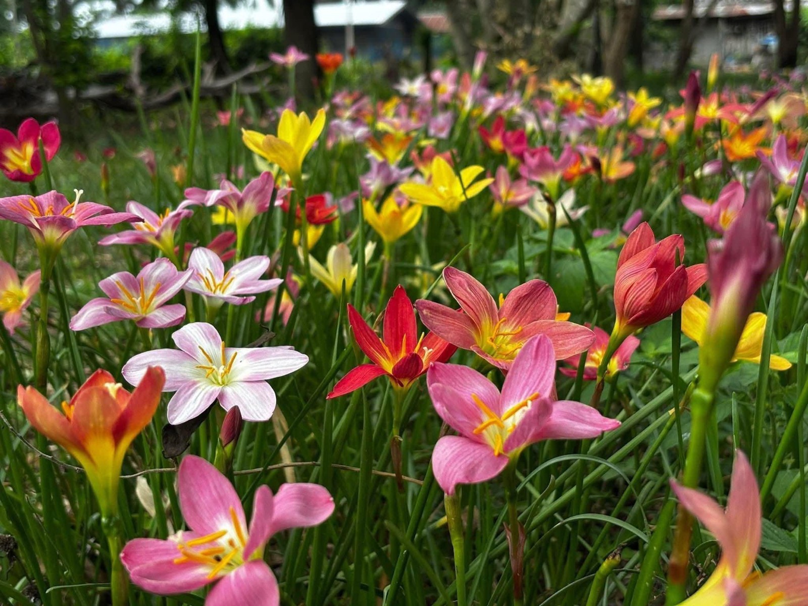 20 New! Mixed rainlily White,Pink and other surprise color (Zyranthes)