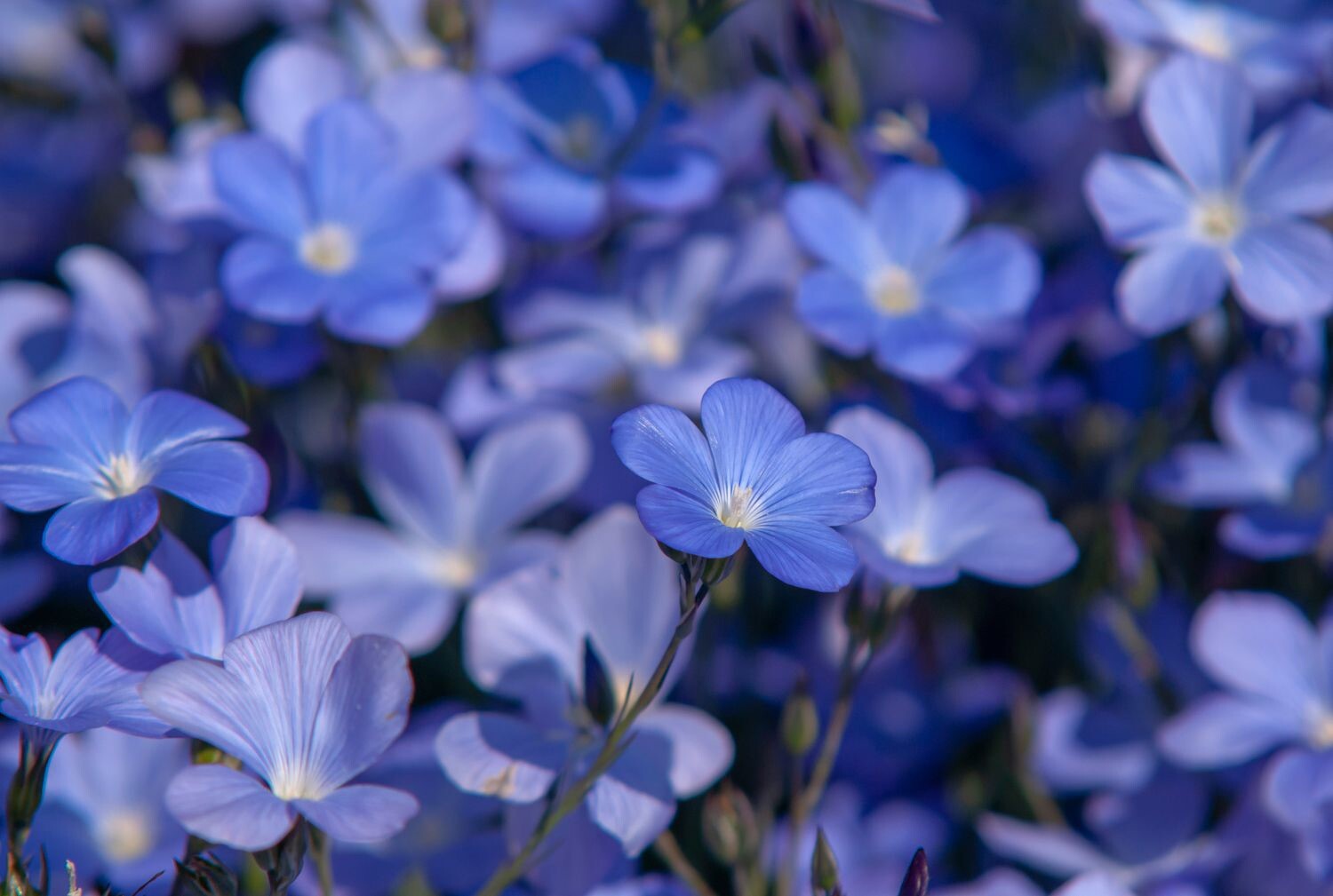 Brown Flax, Linseed, Linum Usitatissimum – 200 Seeds 2024 for planting – USA