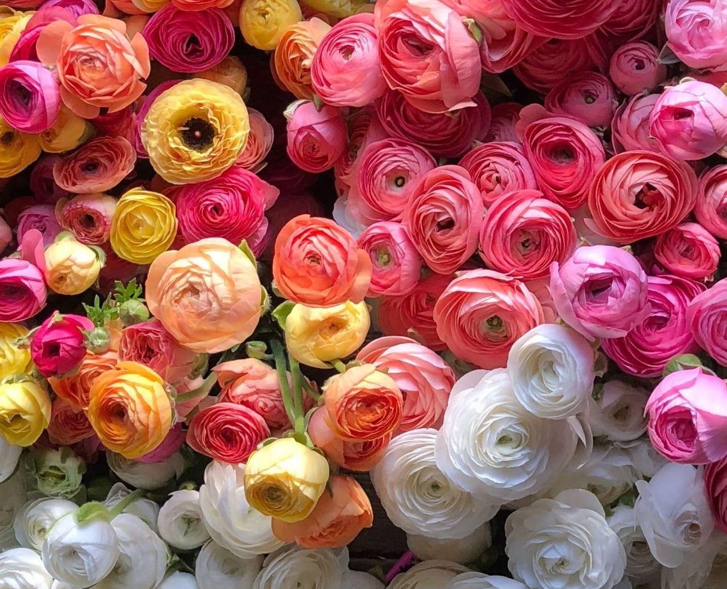 Mixed Peony Ranunculus Bulbs- Persian Buttercup -10 Corms Bulbs Flowering Blo…