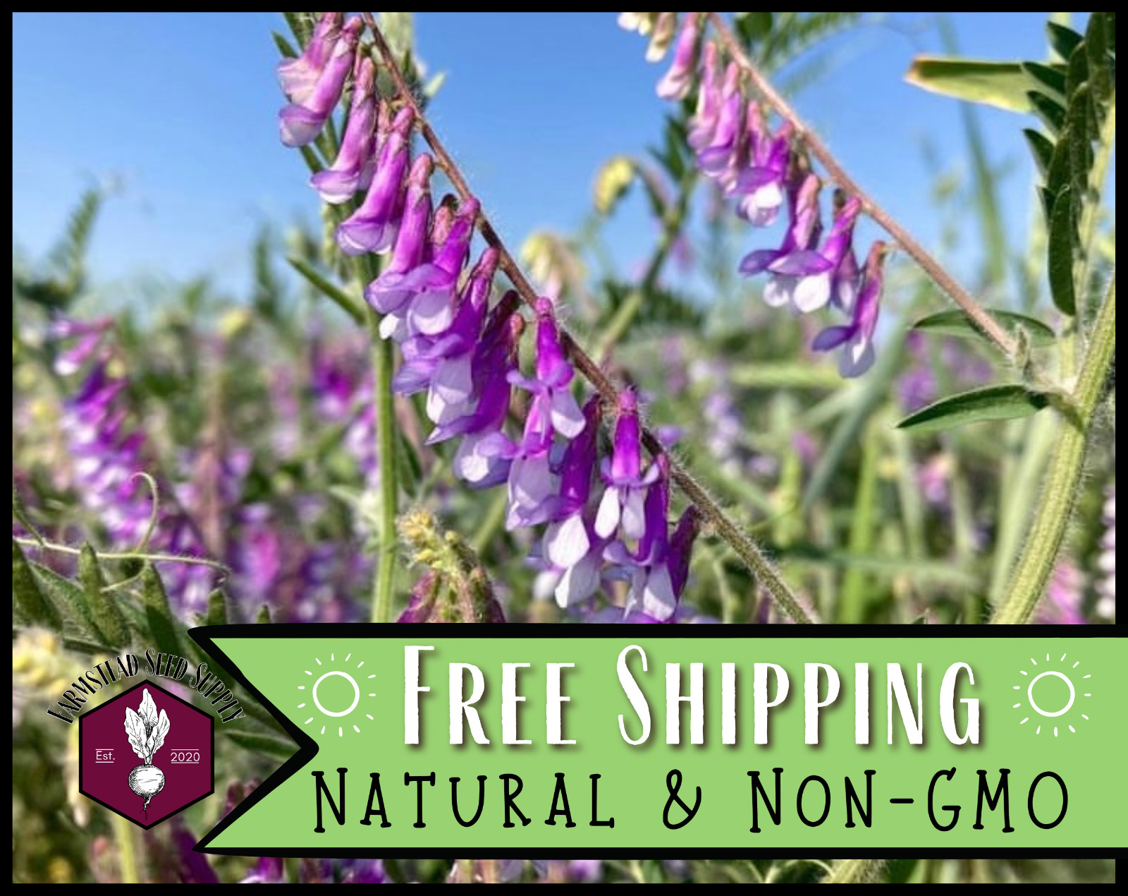 350+ Hairy Vetch Seeds | Flower Gardening for Pollinator Bees & Butterflies
