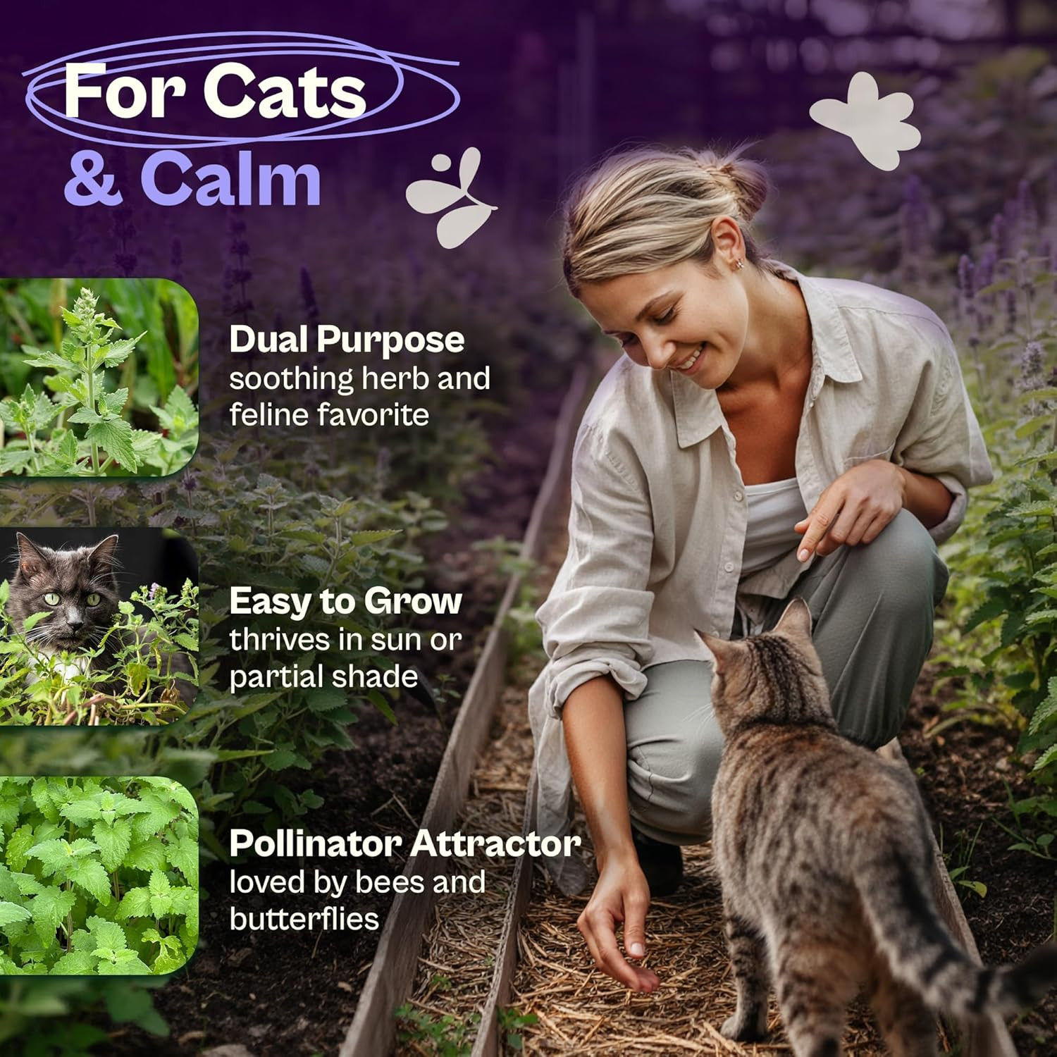 2500 Catnip Seeds (Nepeta Cataria) – Catmint, Best Catnip for Cats Seed Packets,