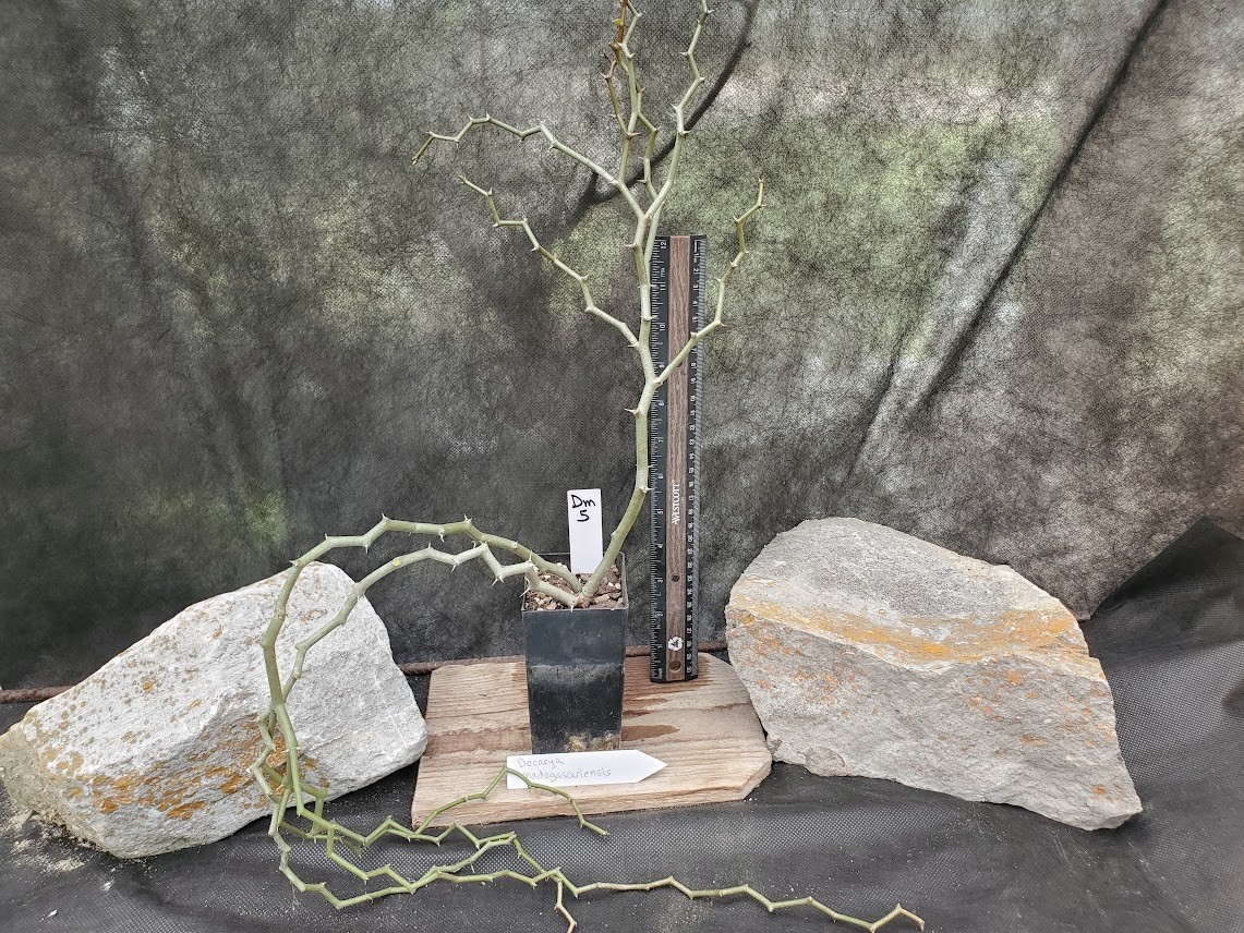 Decarya madagascariensis – Zig Zag Plant – Madagascar – Rooted Lot Dm5