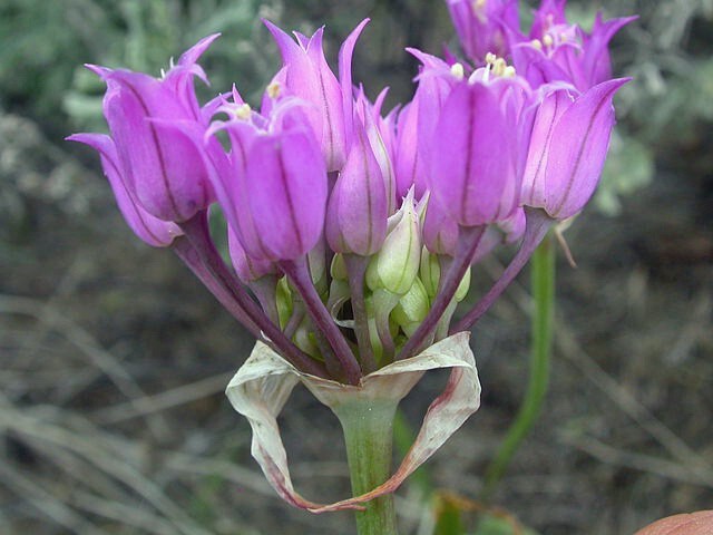 Allium acuminatum | Tapertip Onion | 10 Seeds