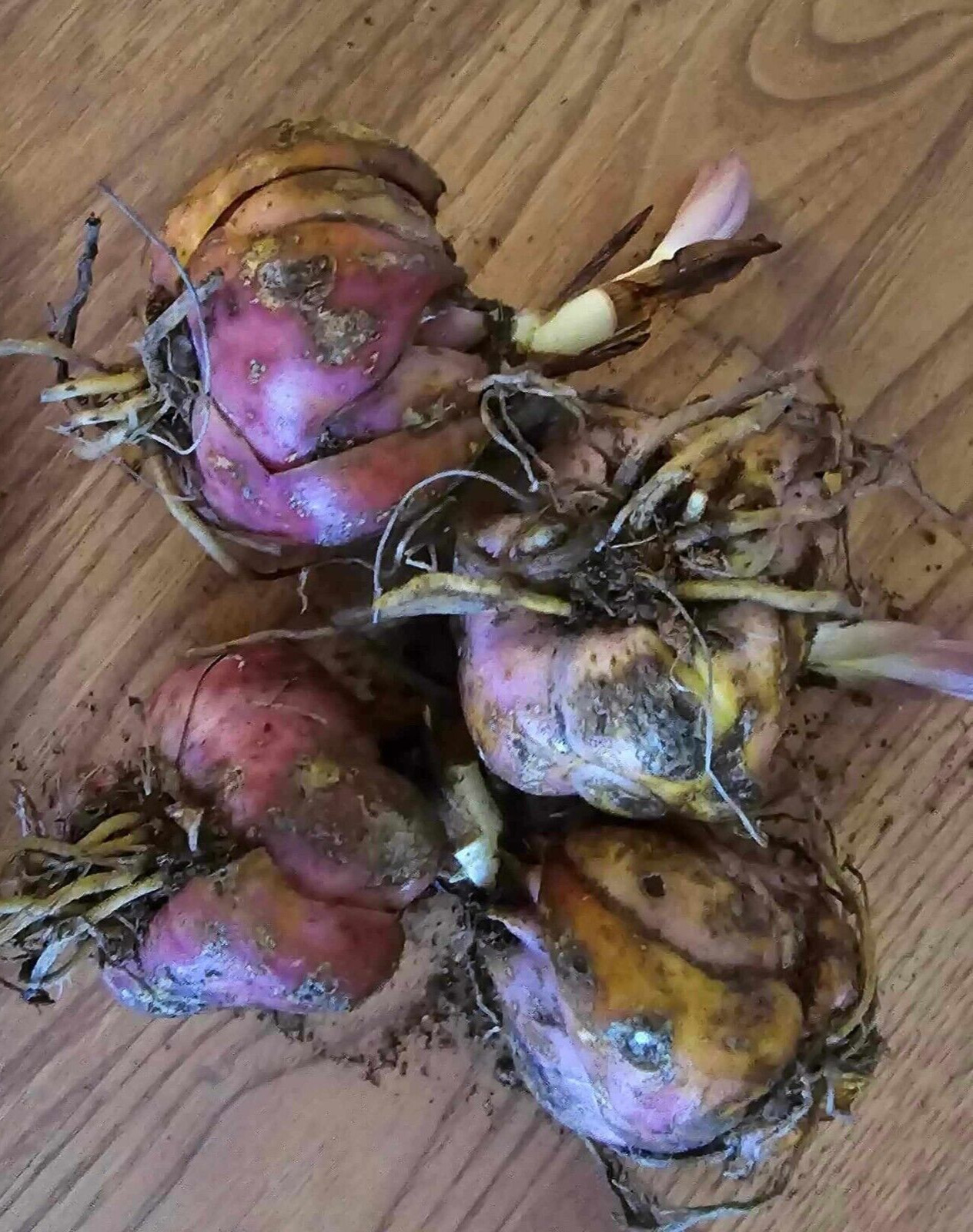 Lily Flower Bulbs 4 Stargazer Pink White Large Exquisite Flowers Spring Plant
