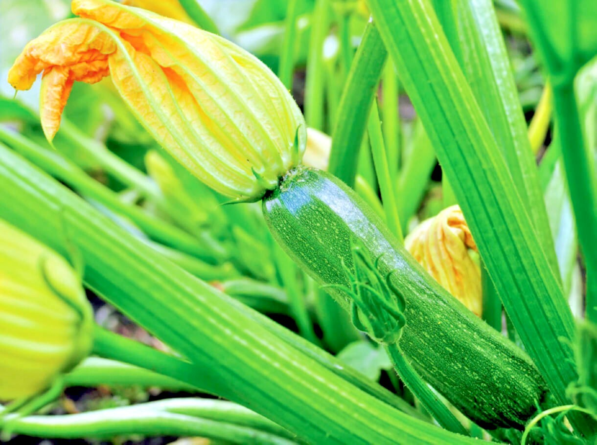 31+ Zucchini SUMMER SQUASH Seeds Black Beauty Organic Heirloom Garden Container