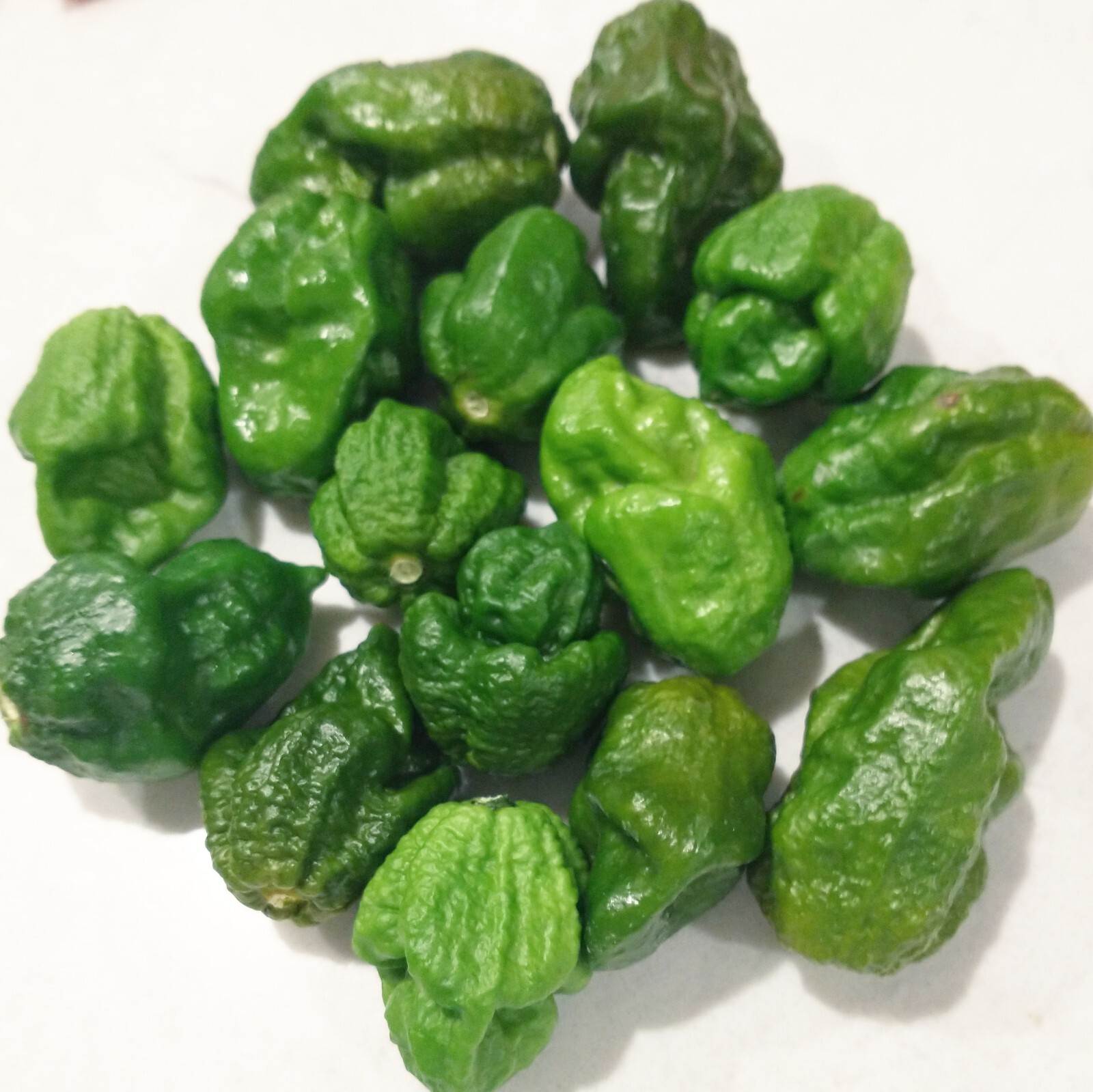 BIG BLOCK Pepper Combo- 4 Superhot Varieties – 20 Seeds Of Each – Great Discount