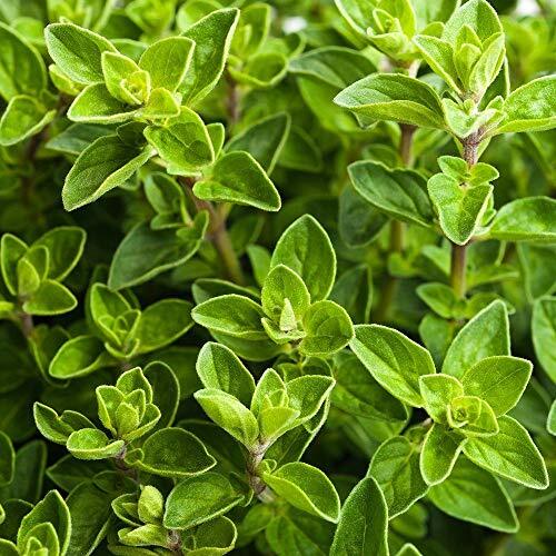 Italian Oregano Seeds 2000+ Origanum Vulgare Herb Spice Garden USA FREE SHIPPING