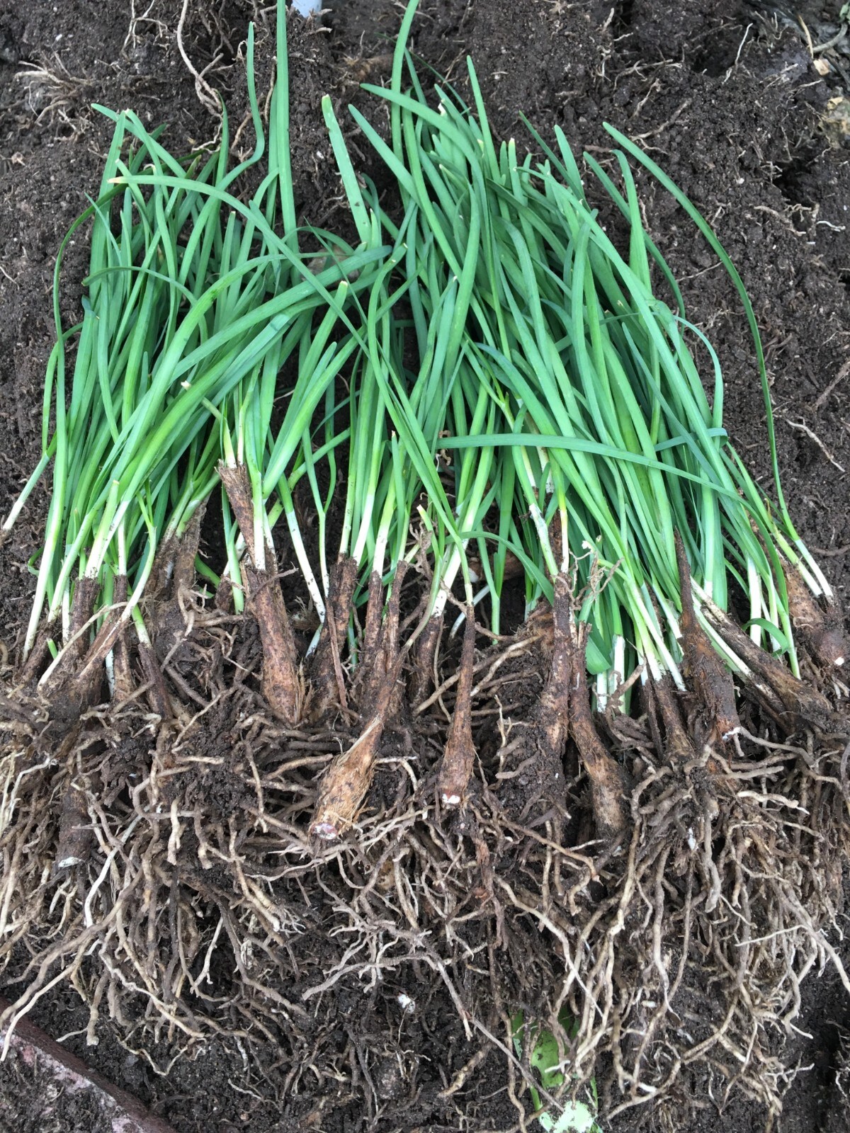 20 Organics Garlic Chives Live Plant Bare Roots Hardy Perennial Herb Jiu Cai USA