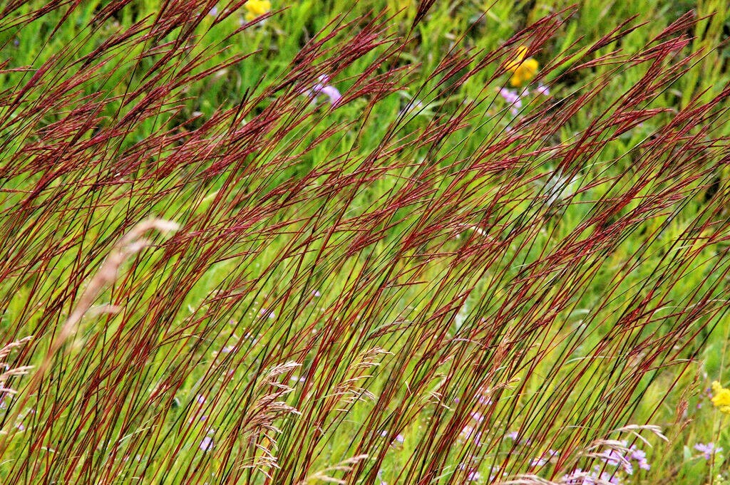 501+BIG BLUESTEM Seeds Native Tall Grass Prairie Ornamental Drought Heat Cold