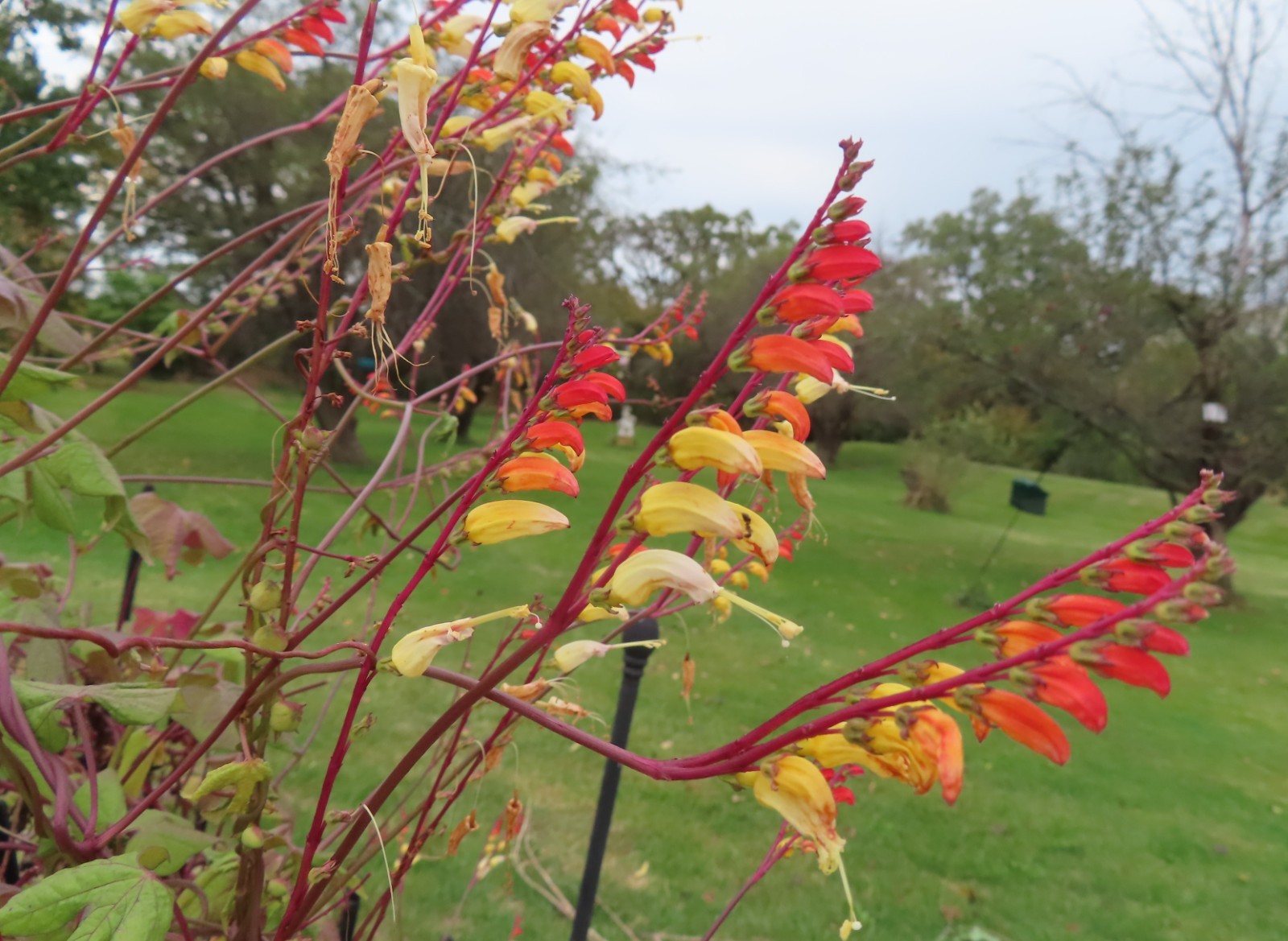 Firecracker Vine Seeds- Mina Fire Vine, Spanish Flag Vine, Exotic Love Vine