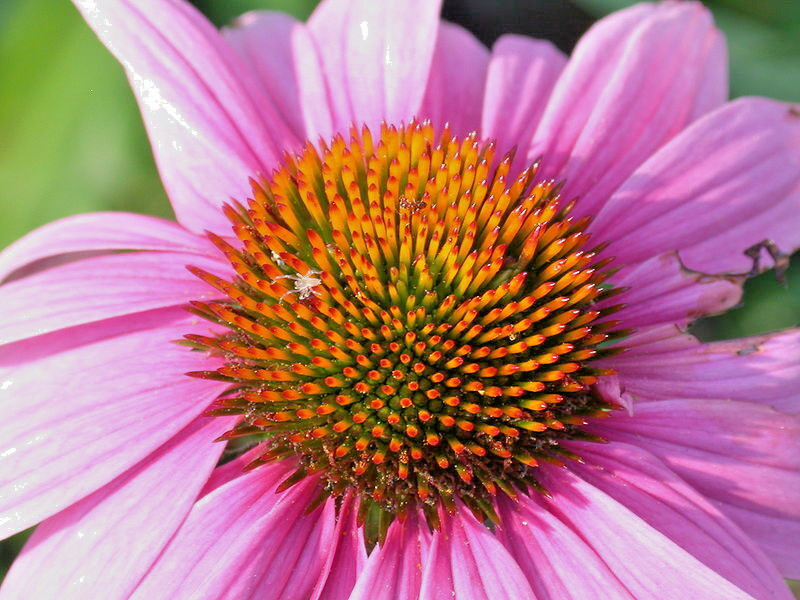 PURPLE ECHINACEA 100 SEEDS, CONEFLOWER, LARGE DAISY-LIKE FLOWERS, USA SELLER