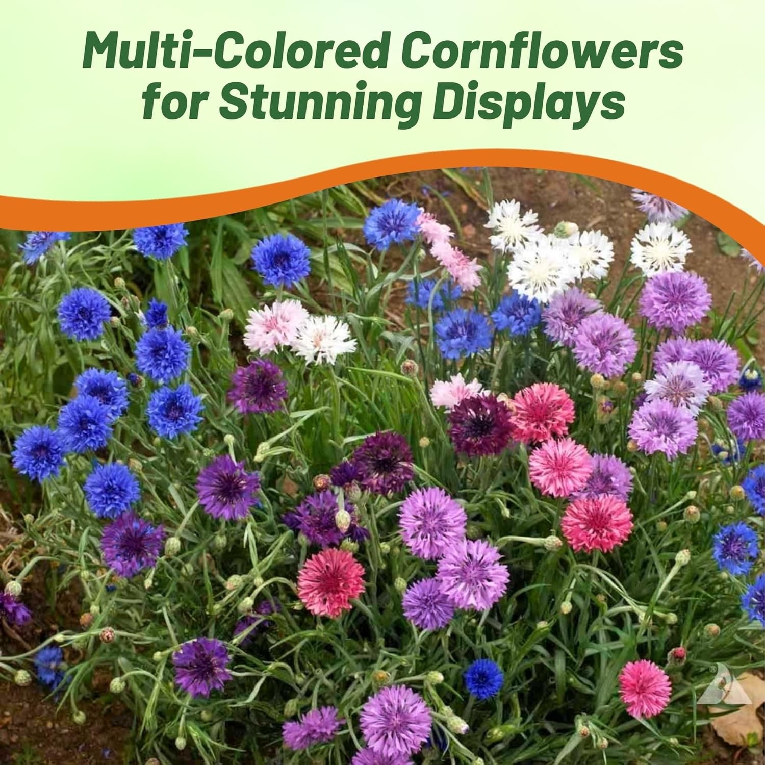 1000 Seeds Centaurea Cornflower Cornflower Polka Dot Drought Tolerant