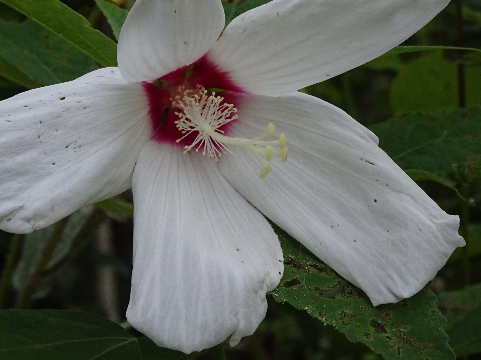 Hibiscus moscheutos Swamp Rose Mallow Hibiscus Native Perennial 25 seeds