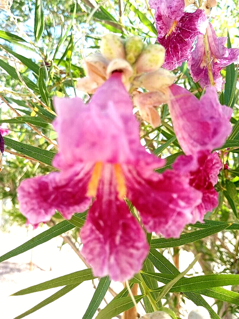 20+ DESERT WILLOW SEEDS Fresh AZ Purple Rose Orchid Drought Toler FREE SHIP