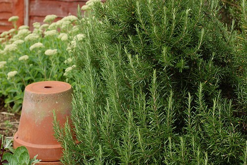 Rosemary Herb 50 Seeds Heirloom NON-GMO-Fresh Seeds-WONDERFUL AROMA