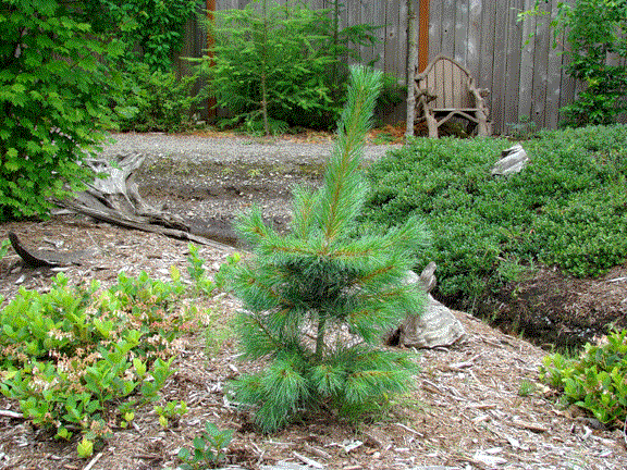 Western White Pine, Pinus monticola, Tree Seeds (Fast, Hardy, Fragrant, Bonsai)