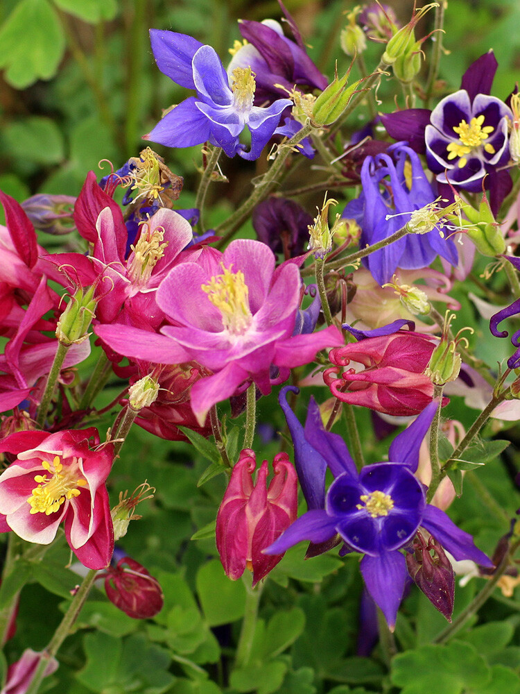 Aquilegia Mckana’s Giant Mix Seeds 300+ Columbine MIXED COLORS USA FREE S&H