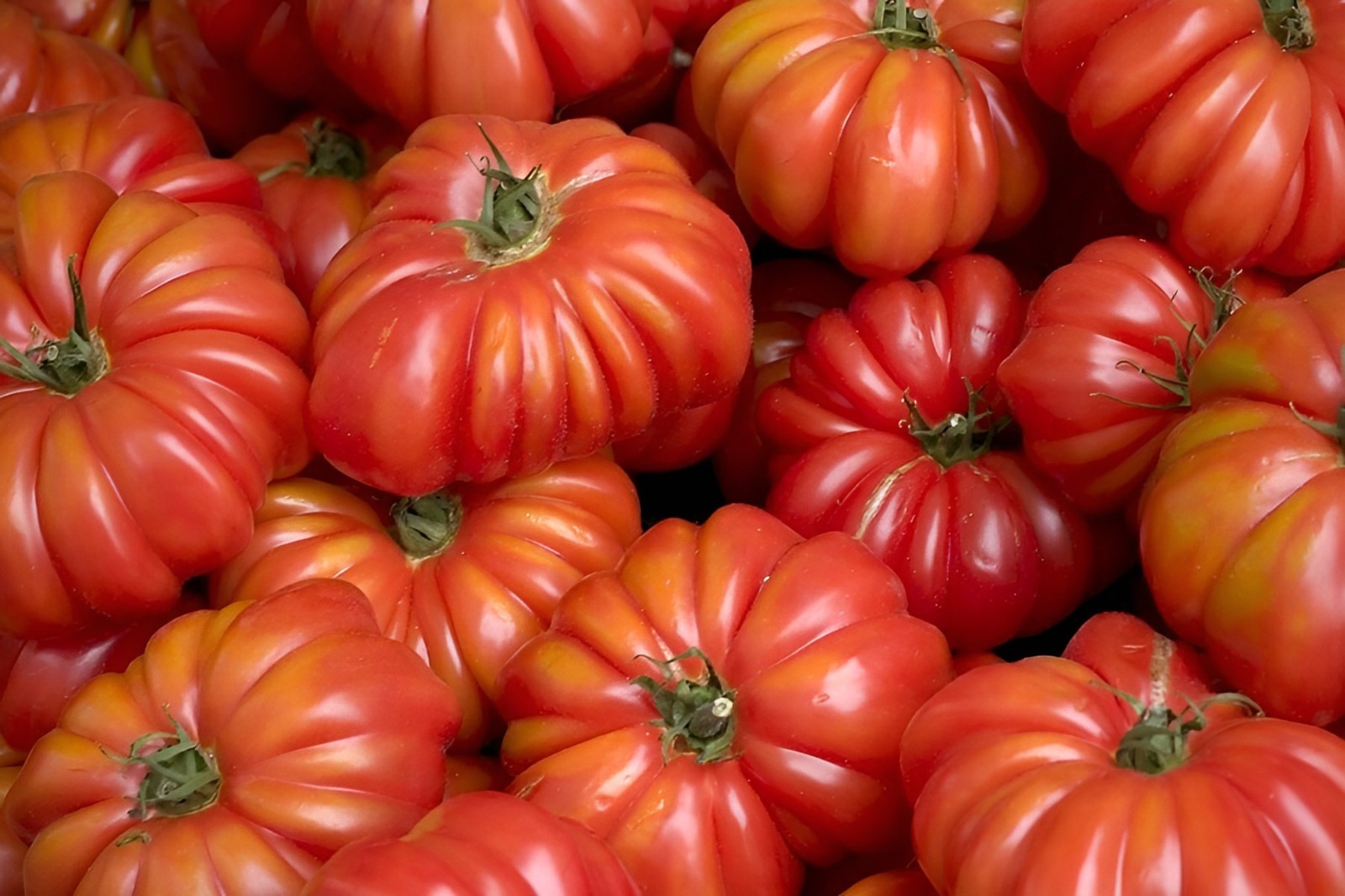 100 Heirloom Costoluto Genovese Tomato Seeds -Unique Shaped ~10oz Indeterminate