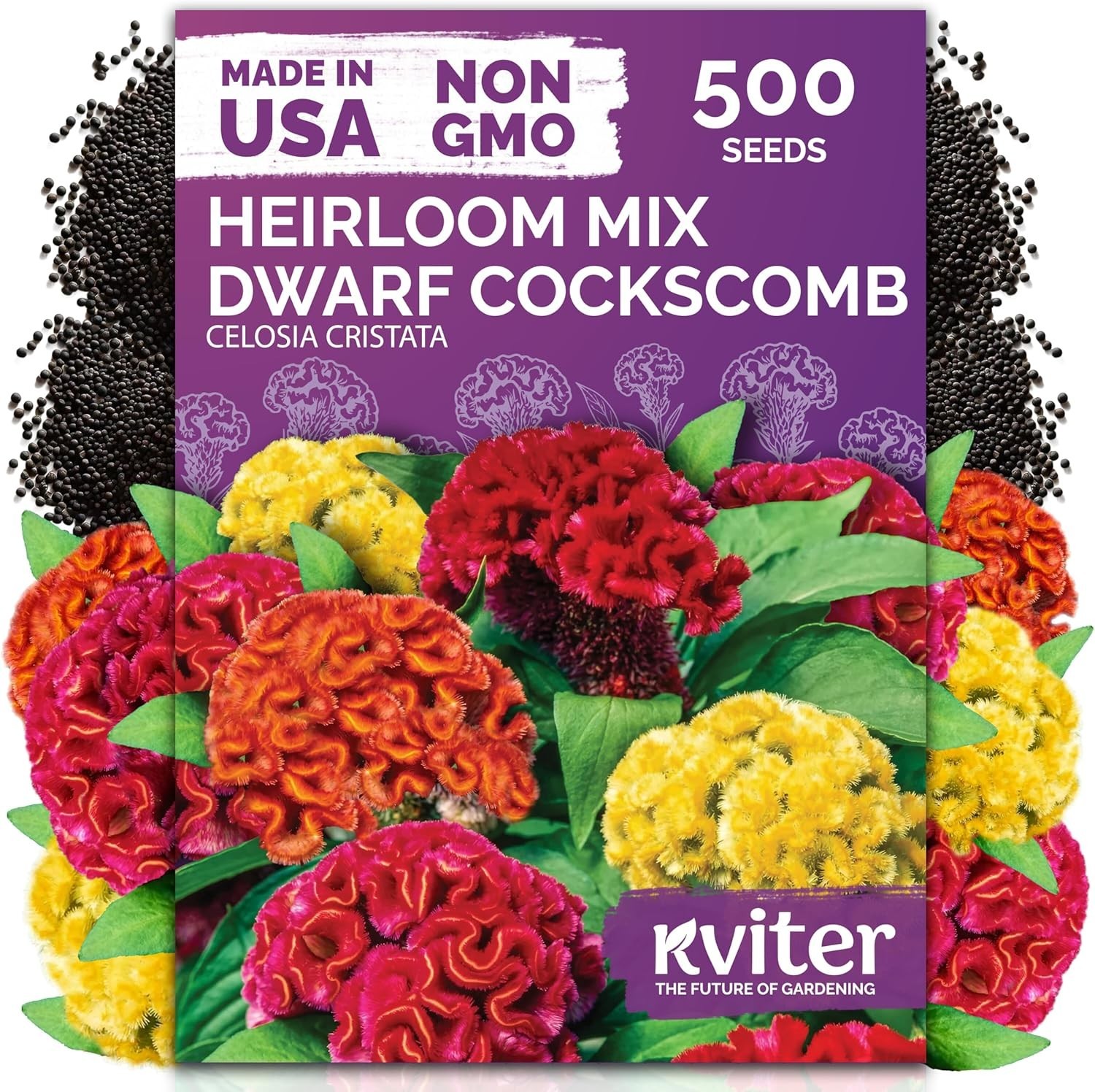500 Multi-Color Cockscomb Flower Seeds – Easy-Care Dwarf Celosia for All Gardens
