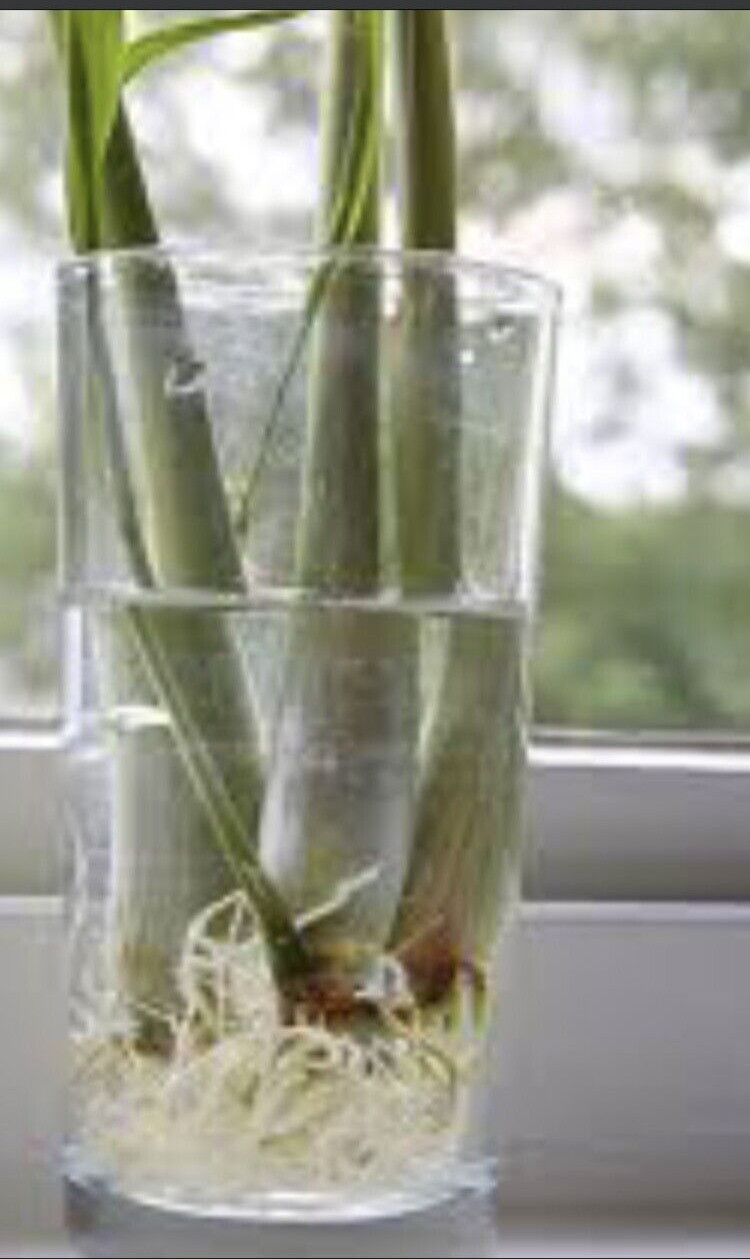 6 Lemongrass Stalks/Plugs – Live Organic Cymbopogon Plant,Rooted Lemon Grass
