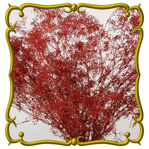 100 FRESH DEEP RED CARMINE BABY’S BREATH SEEDS FREE USA SHIPPING