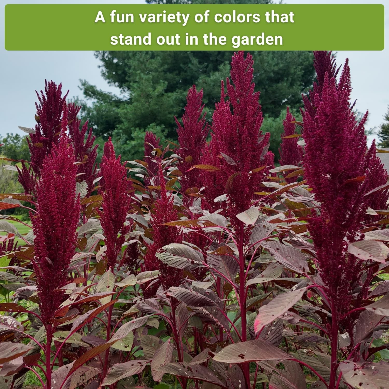 Sow Right Seeds – Amaranth Seed Collection for Planting – Non-GMO Heirloom Varie