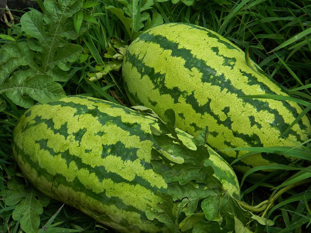 Georgia Rattle Snake Watermelon Seeds, NON-GMO, Gypsy Watermelon, FREE SHIPPING