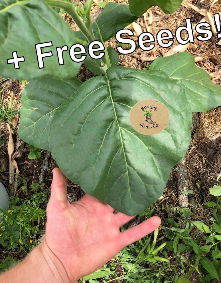 ~500 Mohawk Tobacco Seeds-High Nic Content + FREE SEEDS (North American Grown)