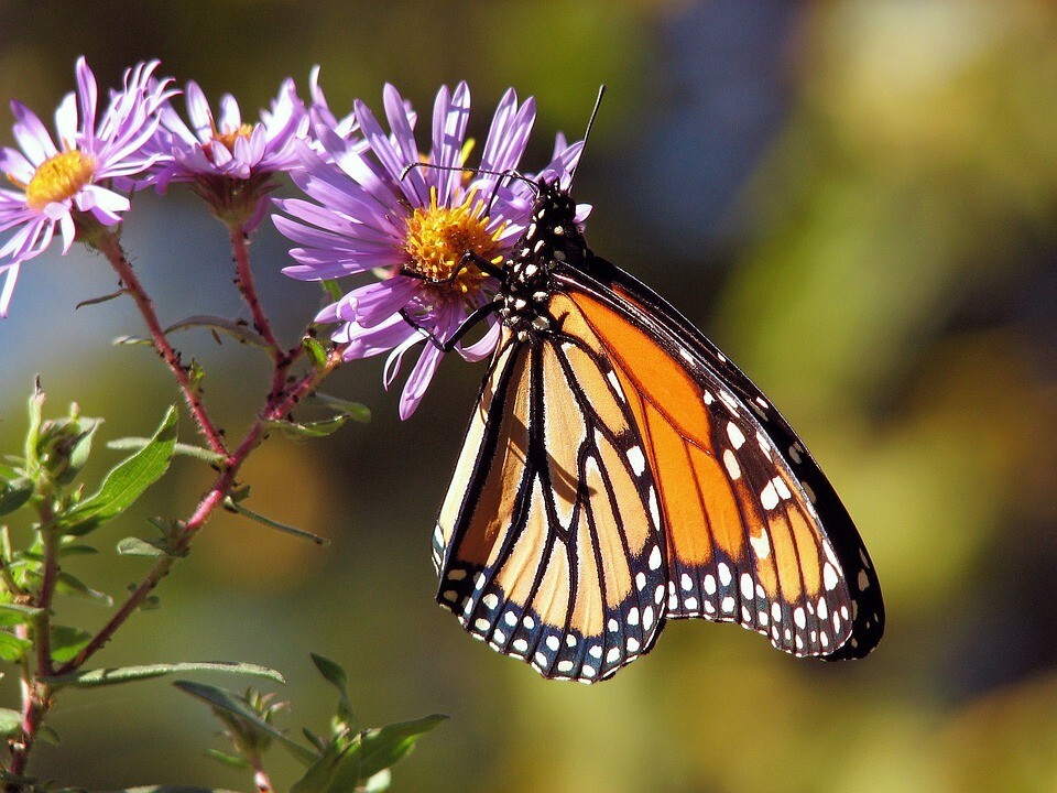 ALL PERENNIAL Wild Flower Mix. Pollinator Food, Garden Heirloom, 1200+ Seeds