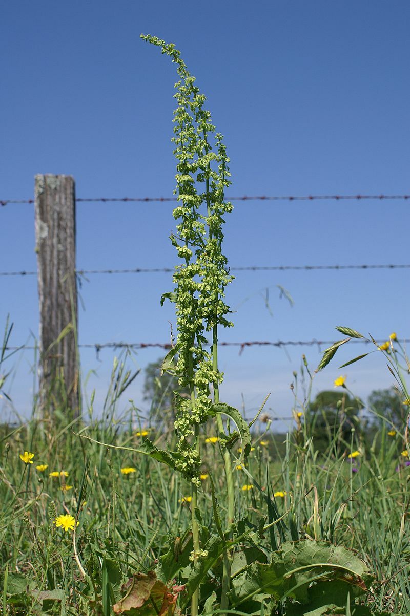 300+ RUMEX CRISPUS Seeds *Free Shipping!* Curly Dock, Yellow Dock, Curled Dock