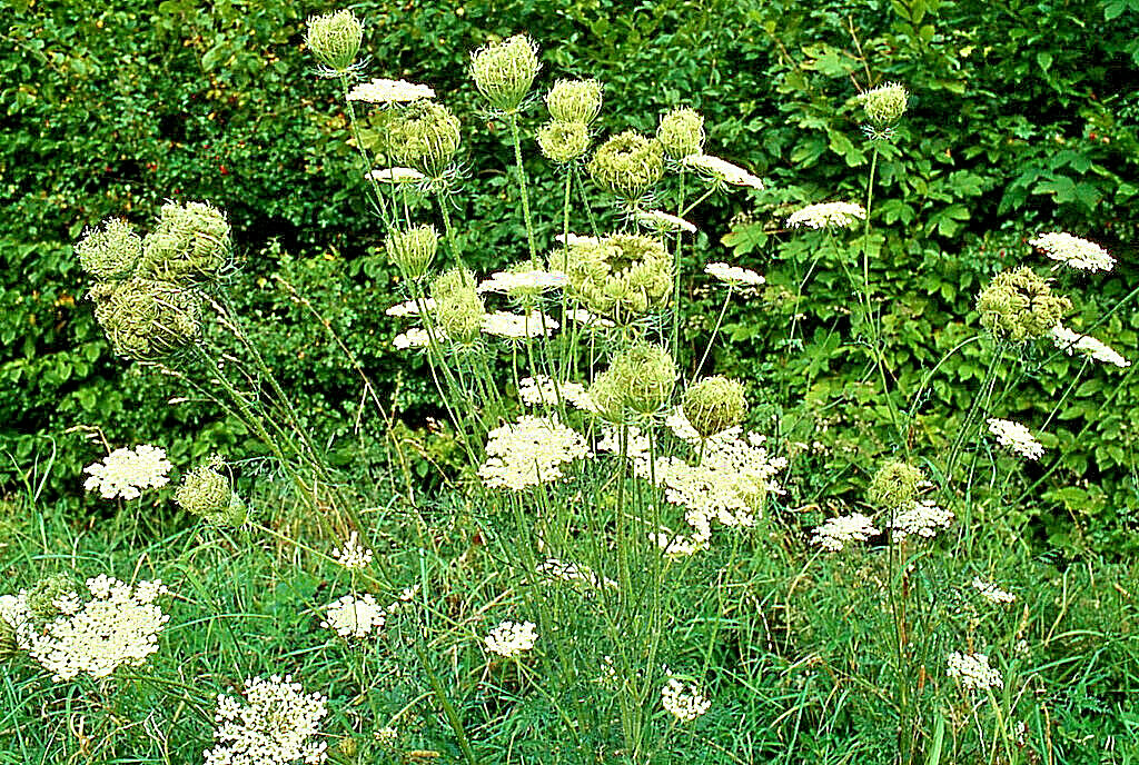 BULK, QUEEN ANNS LACE 10,000 SEEDS, DAUCUS CAROTA, WILD CARROT, HARDY