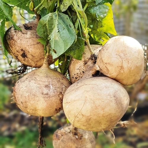 200+ Seed Sweet Jicama for Planting Organic for Planting in Your Home