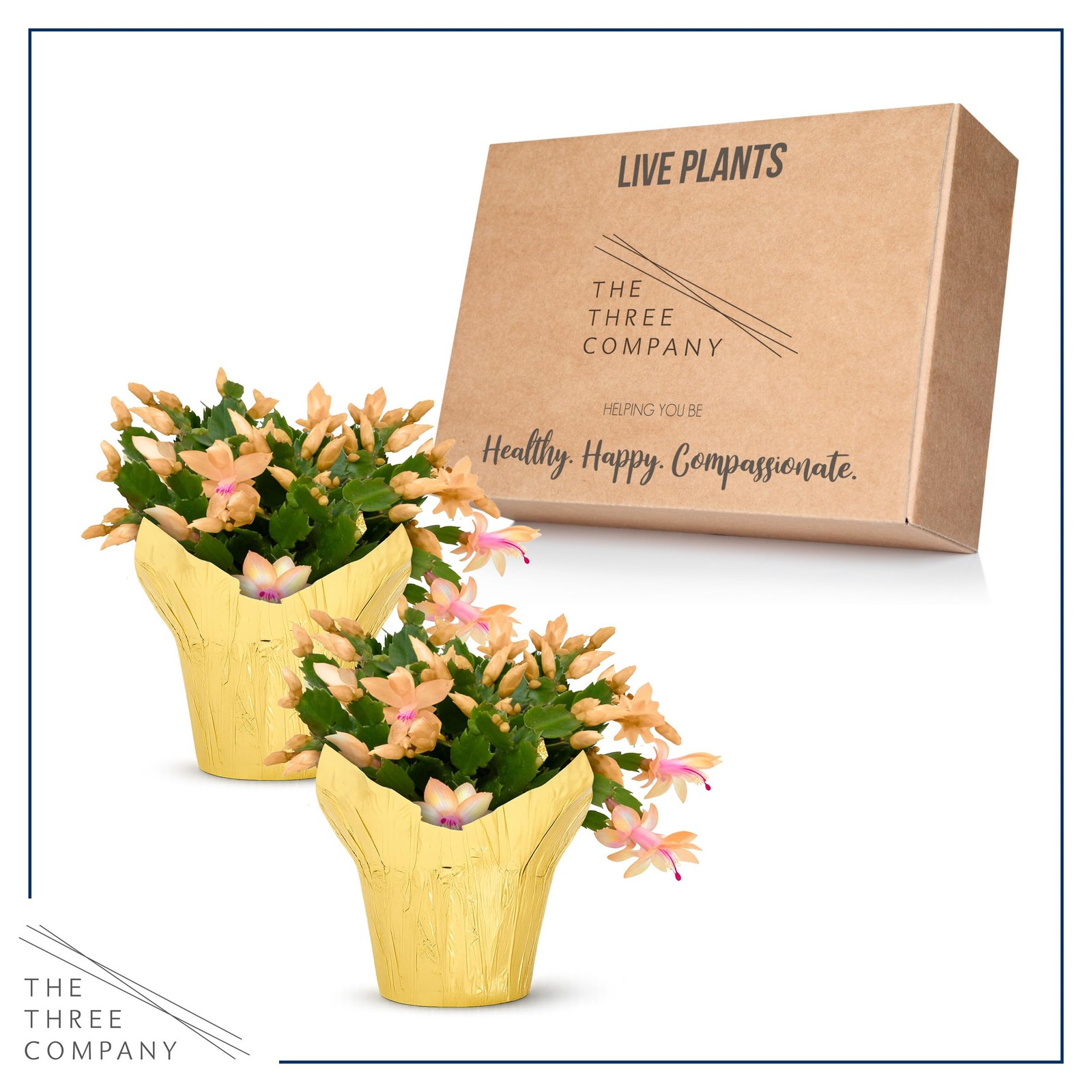Live Flowering Zygocactus – Yellow-Orange, 2 Pack- Thanksgiving/Christmas Cactus
